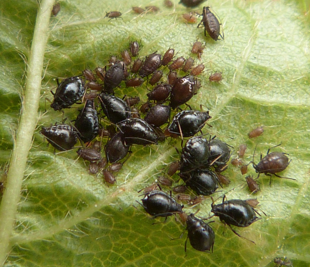 Graham CalowBroughton Astley, B581 Coventry Road  03 June 2022aphids inside gall on Wild Cherry