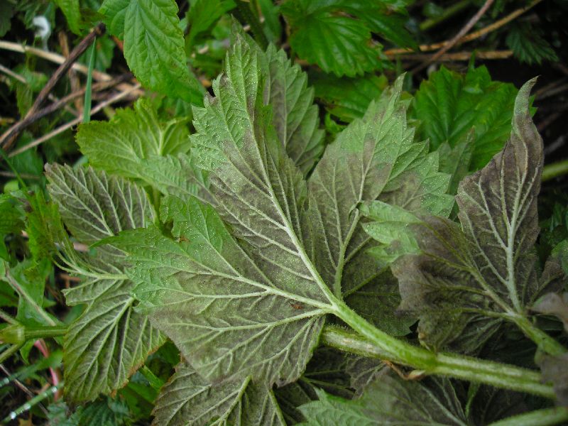 Blattunterseits ein dichter braunvioletter Pilzrasen aus Konidienträgern (Blätter oft etwas gebogen)