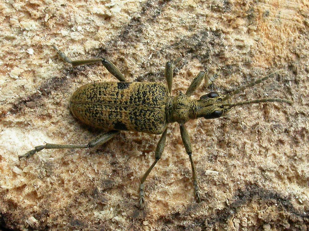 Mark SkevingtonOwston Wood09 May 2003