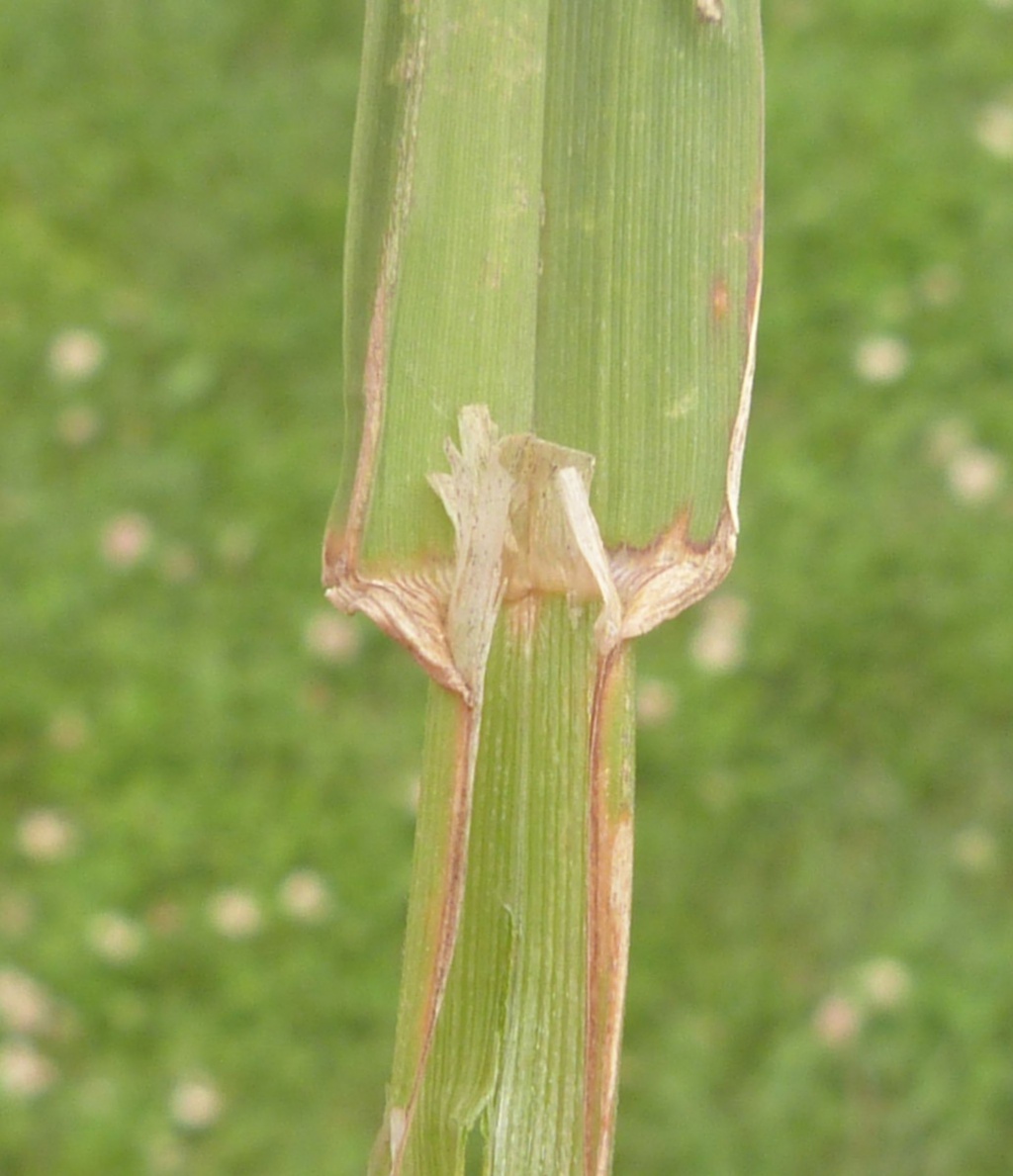 Graham CalowSapcote, Land behind William Spencer Avenue 12 July 2021ligule