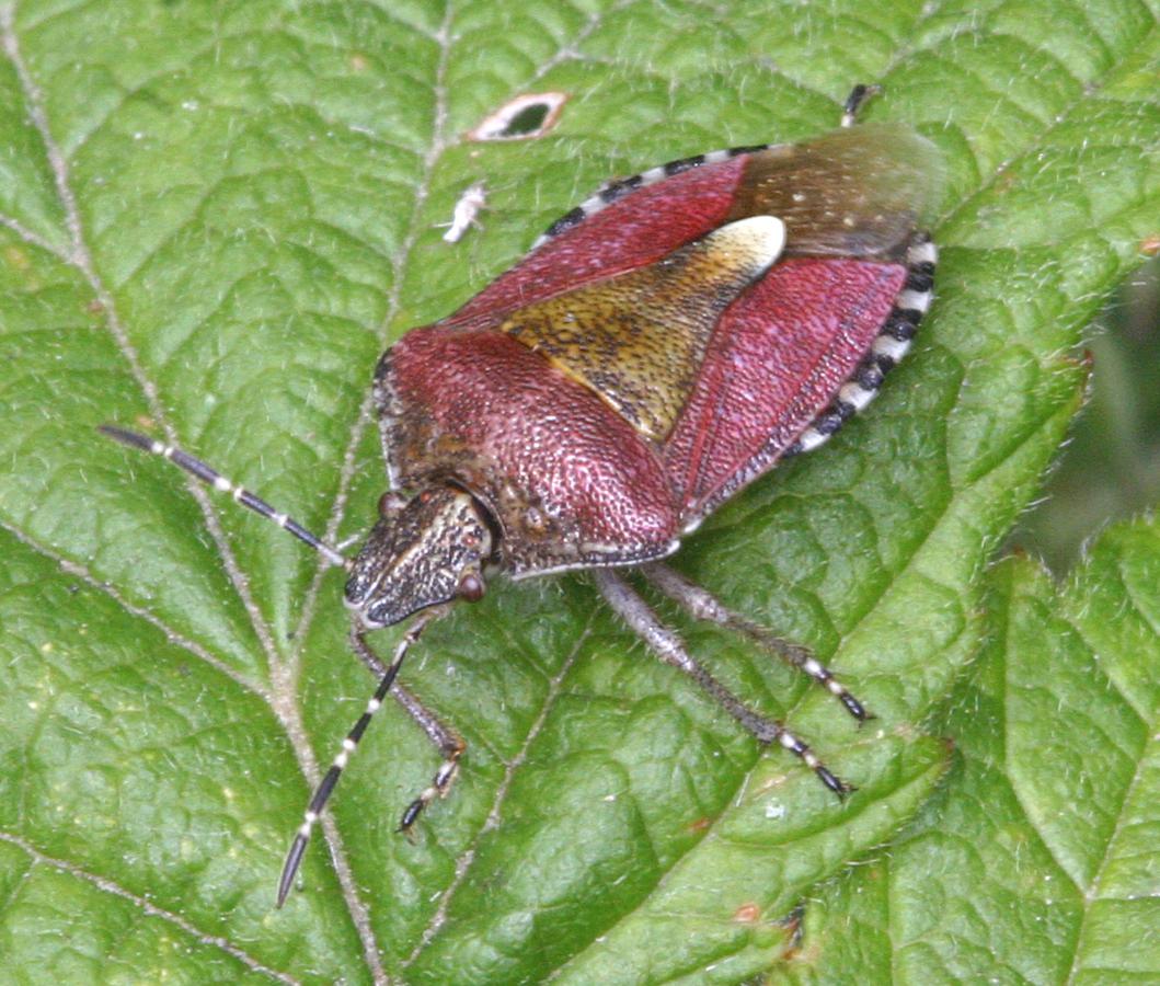 David NichollsMartinshaw Wood29 May 2007summer colours