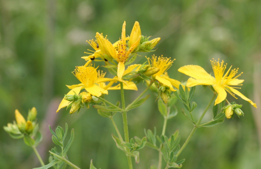 David NichollsBloody Oaks02 July 2015