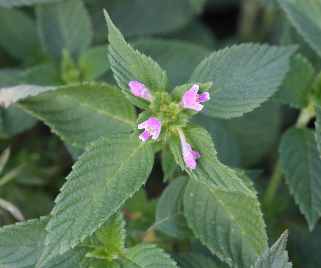 David NichollsBurbage Common01 July 2011