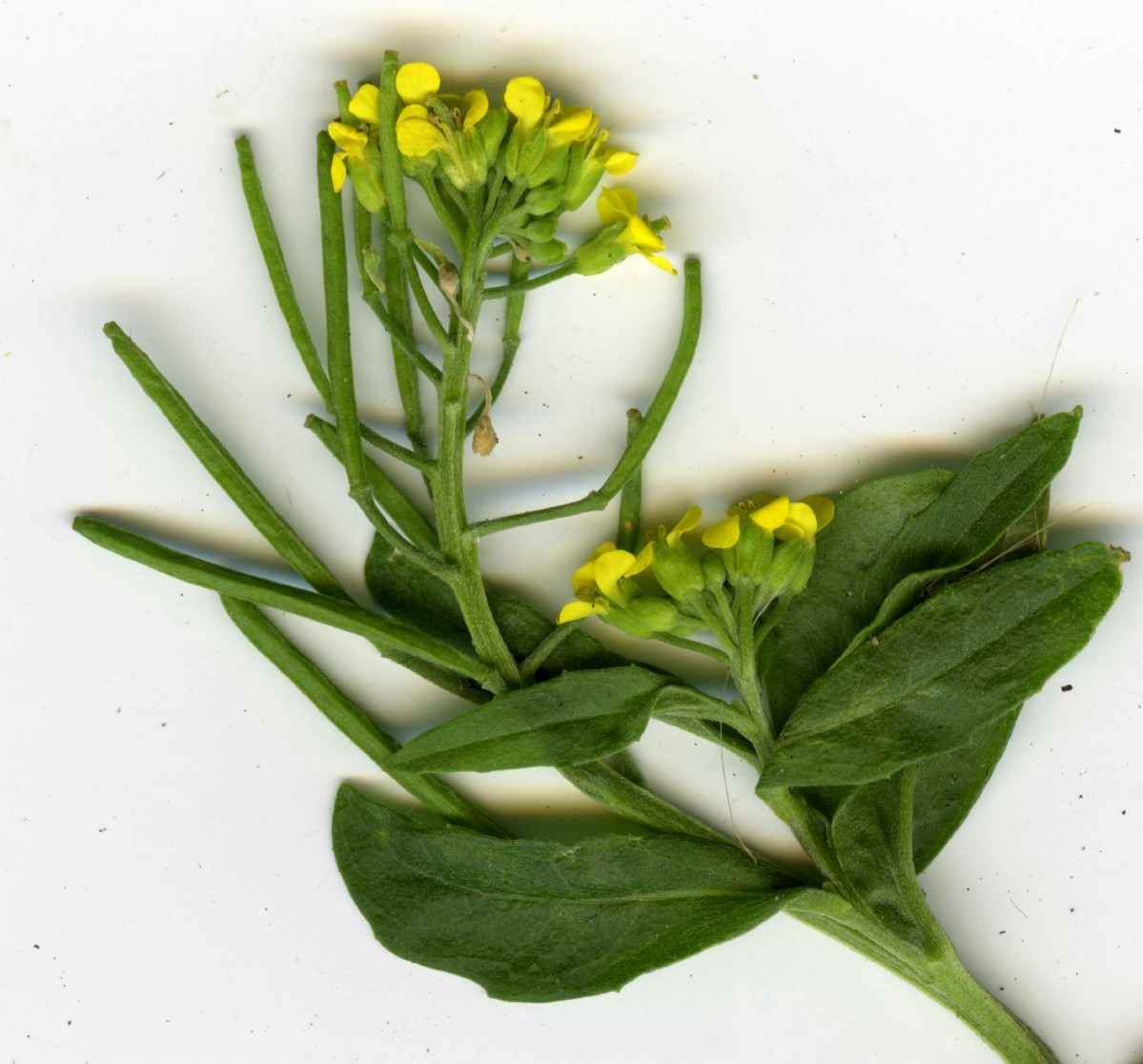 Graham CalowSapcote05 September 2007fruit square in section