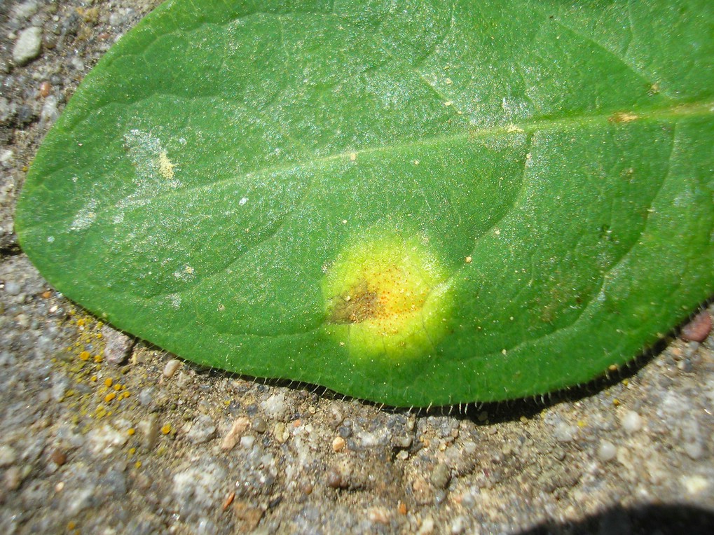 Aezien in meist kleinen ringförmig angeordneten Gruppen auf der Unterseite von kleinen runden, gelblichen Blattflecken