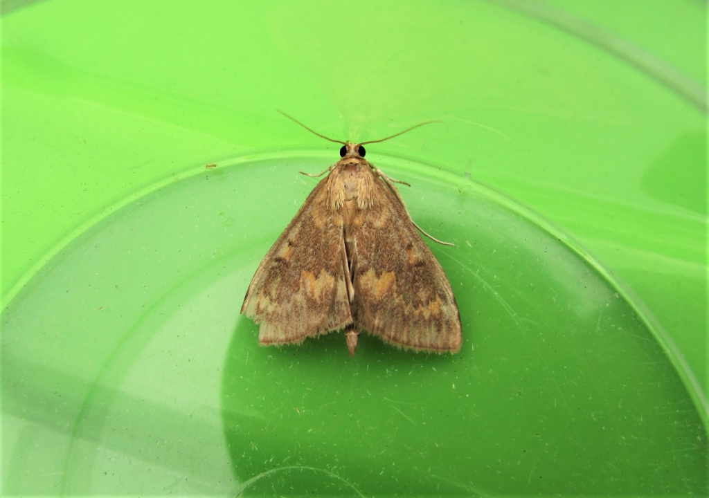 Dave GambleLeicester Forest East garden11 June 2018