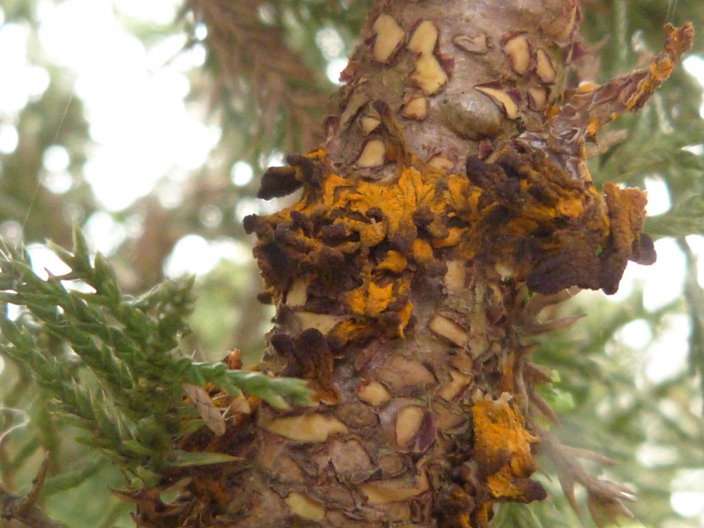 Graham CalowSapcote, Hinckley Road 30 April 2019on cultivated Juniper