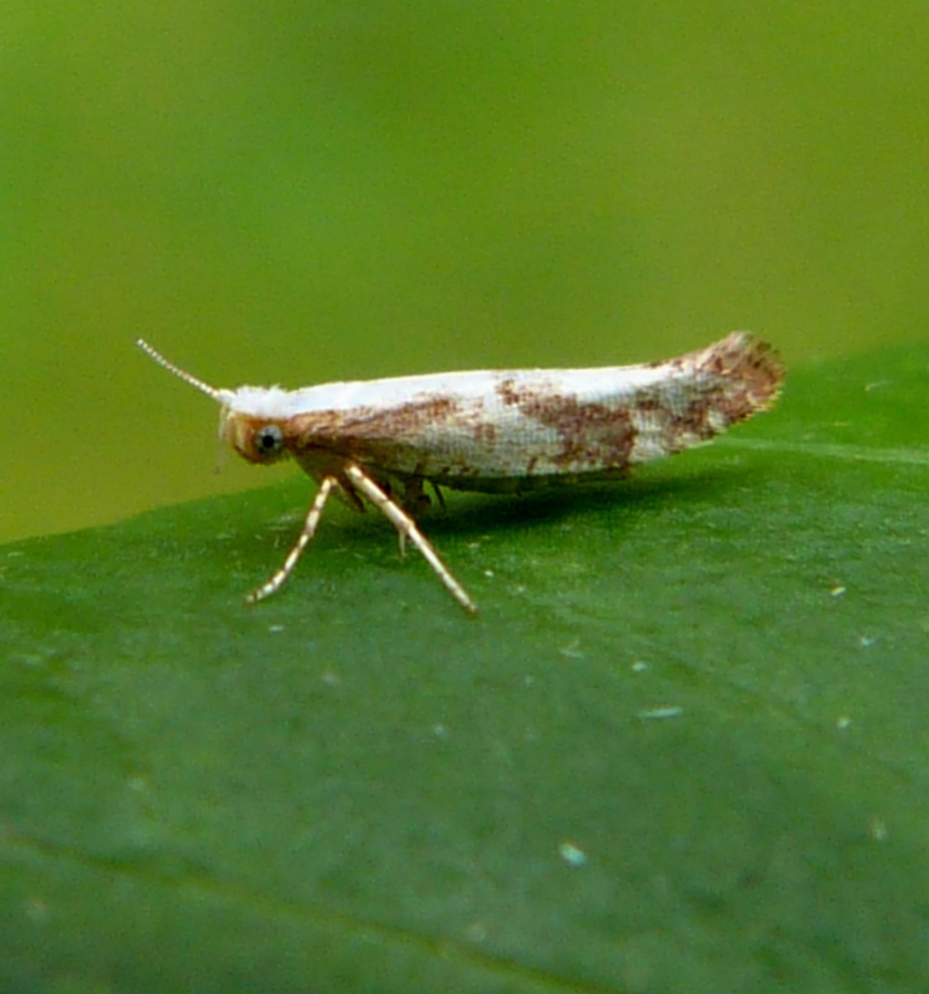 Graham CalowSapcote garden123 July 2012
