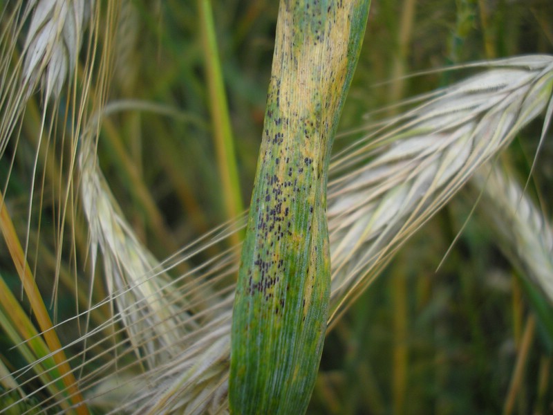 Telien klein, fast schwarz, strichförmig, fest