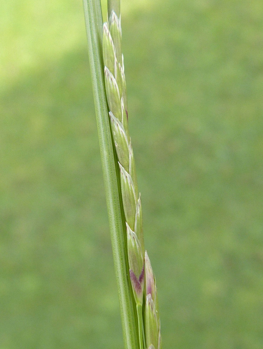 Graham CalowWitherley18 June 2015