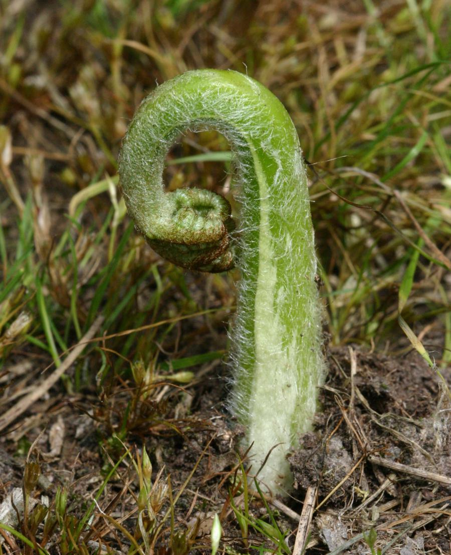 Graham CalowGrace Road, Sapcote 21 August 2016