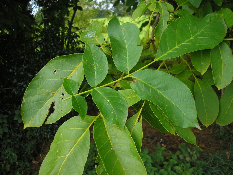 Habitus