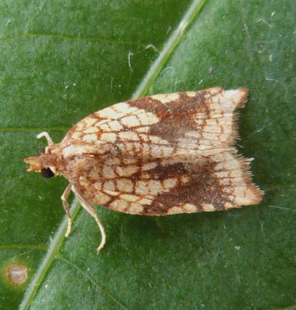 Graham CalowSapcote garden109 September 2012