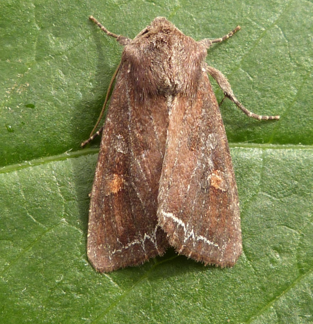 Graham CalowSapcote garden110 May 2014