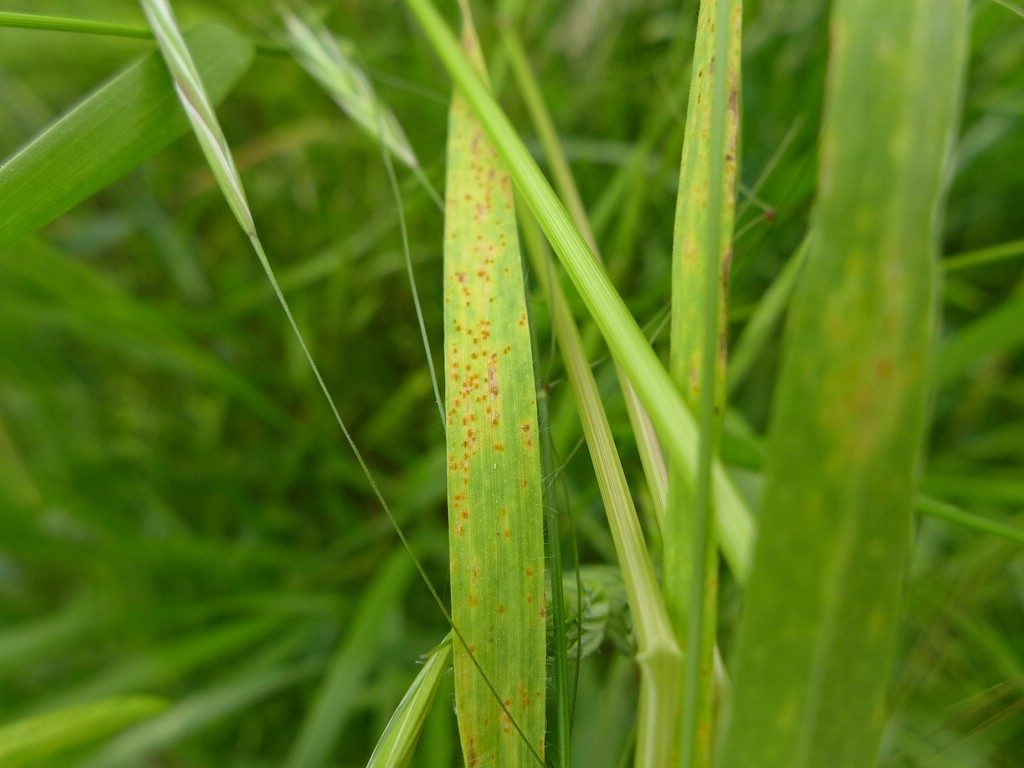HabitusPilzlager auf beiden Blattseiten von gelben, rötlichen oder braunen länglichen und zahlreichen Blattflecken