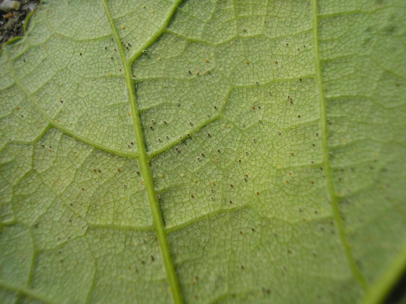 Bei Reife werden, gerne auf der Blattunterseite, zahlreiche dunkle Chasmothecien gebildet