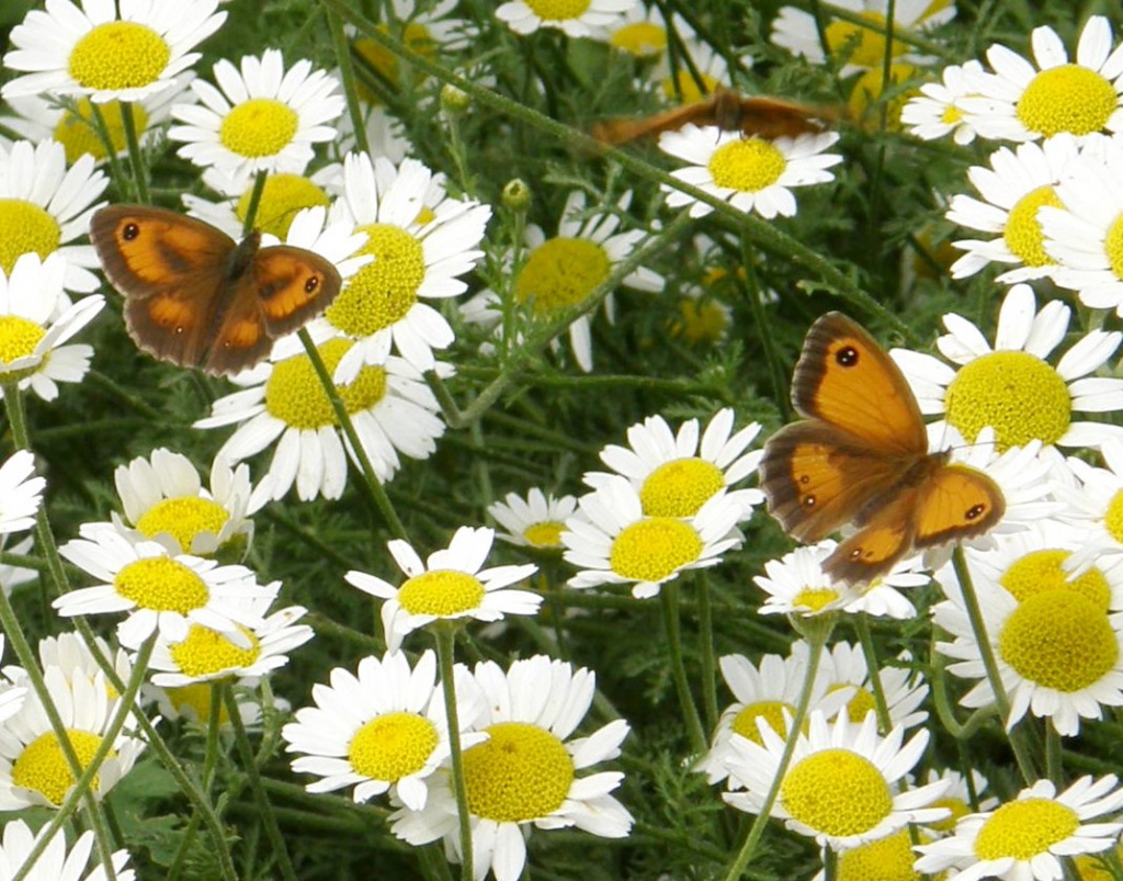 Saharima RoenischBrocks Hill Country Park13 July 2018