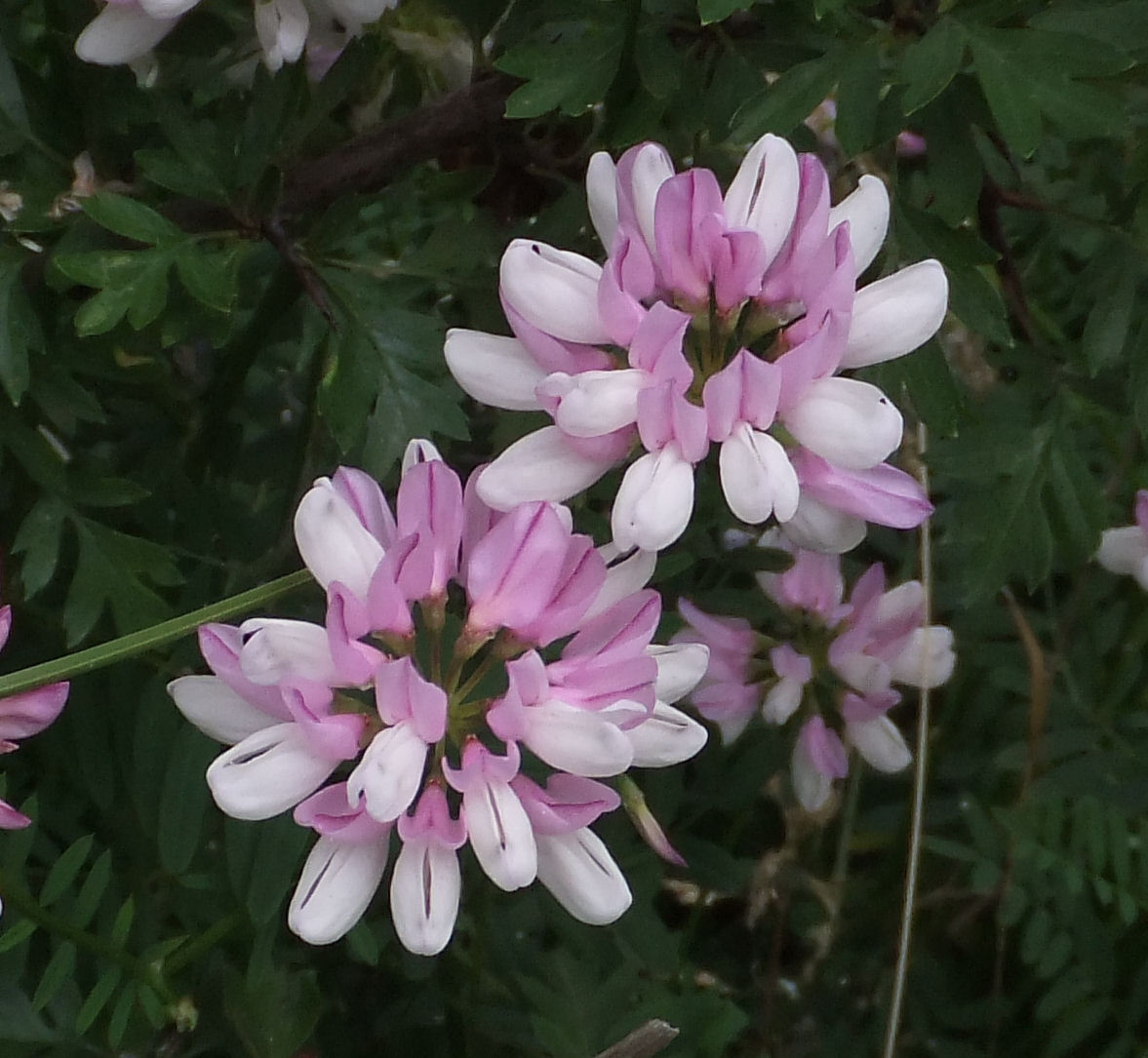 Ron.stevensKetton Quarry NR30 June 2011