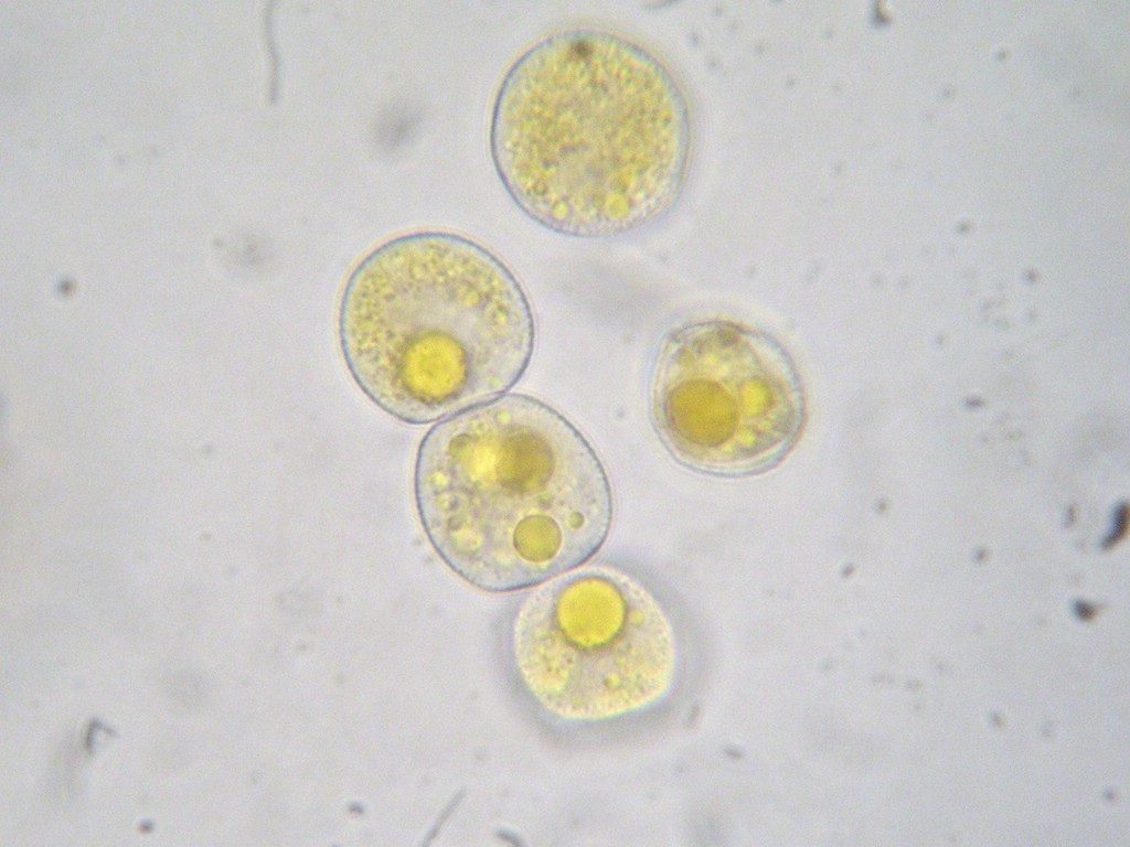 Aeziosporen rundlich bis breit ellipsoid, mit feinwarziger Wand
