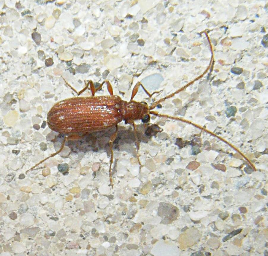 Graham CalowSapcote garden104 March 2015male - specimen examined.