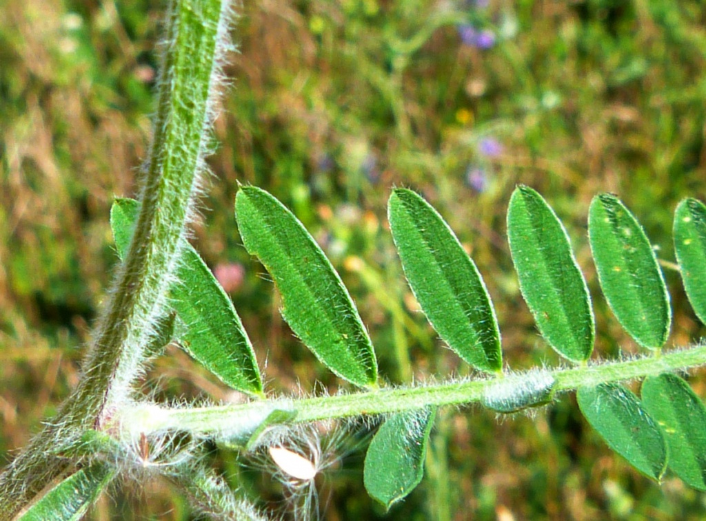 Graham CalowUllesthorpe Stewardship Farm 29 August 2016hairy stems and leaves
