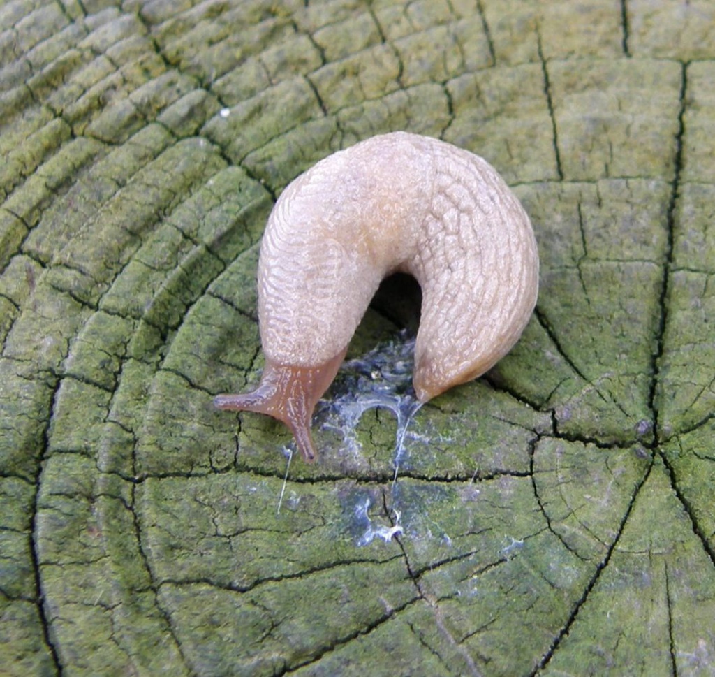 Saharima RoenischOld Ingarsby01 March 2017