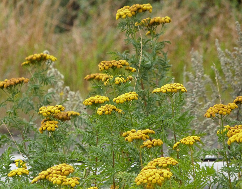 Graham CalowA5 Witherley06 August 2015