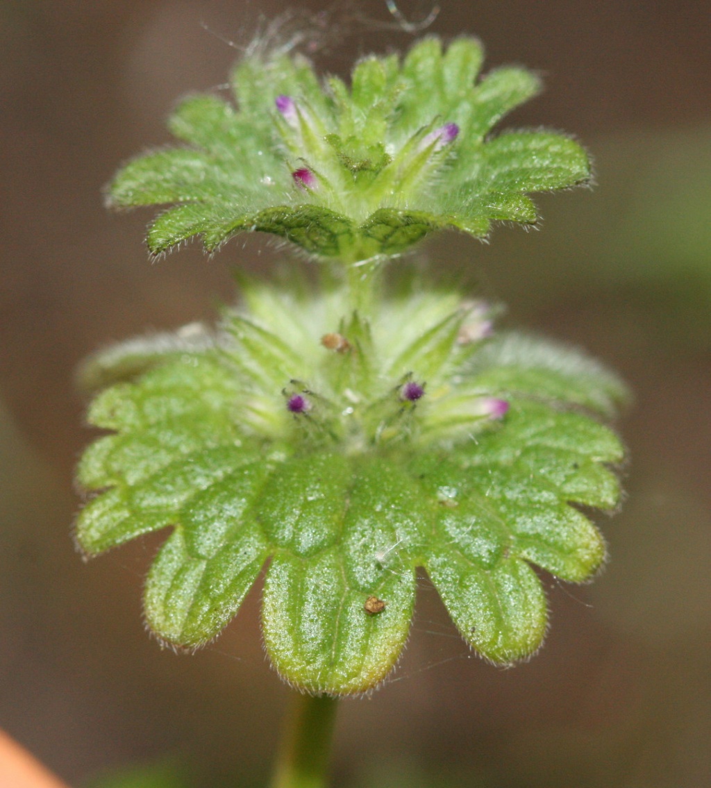 David NichollsEvington Park25 May 2012
