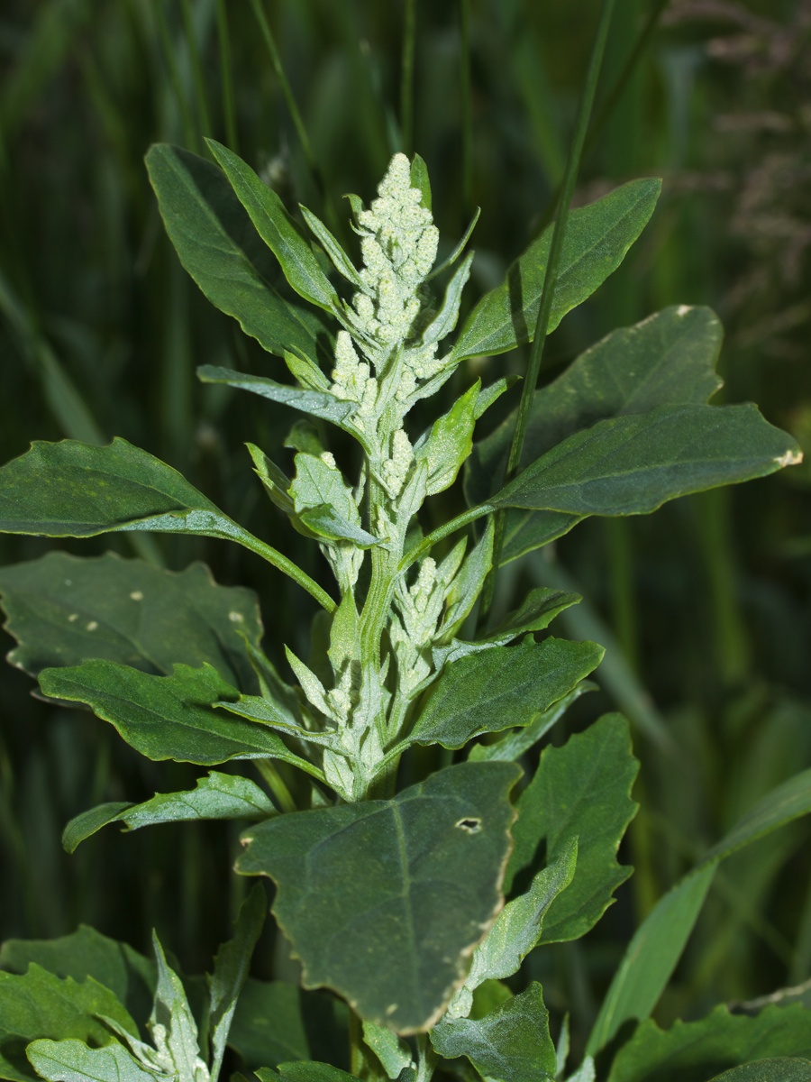 HAPeacockGilroes Cemetery Extension19 June 2012