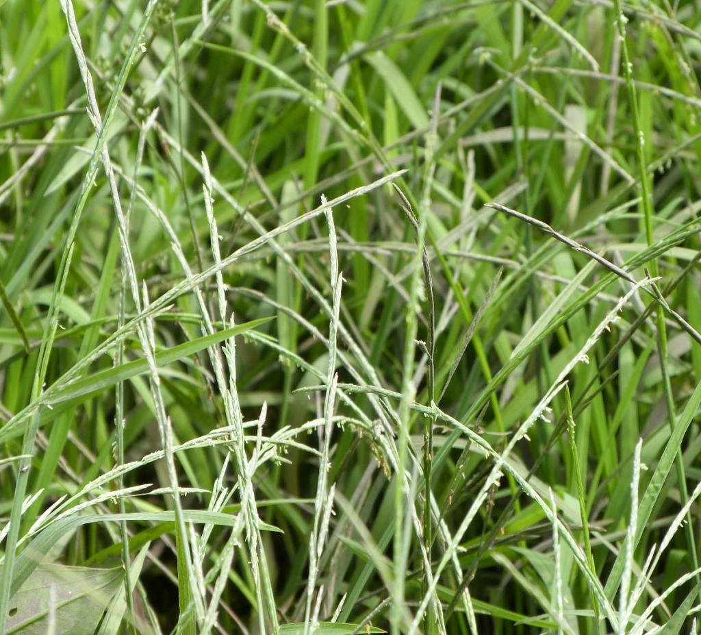 Graham CalowWitherley18 June 2015