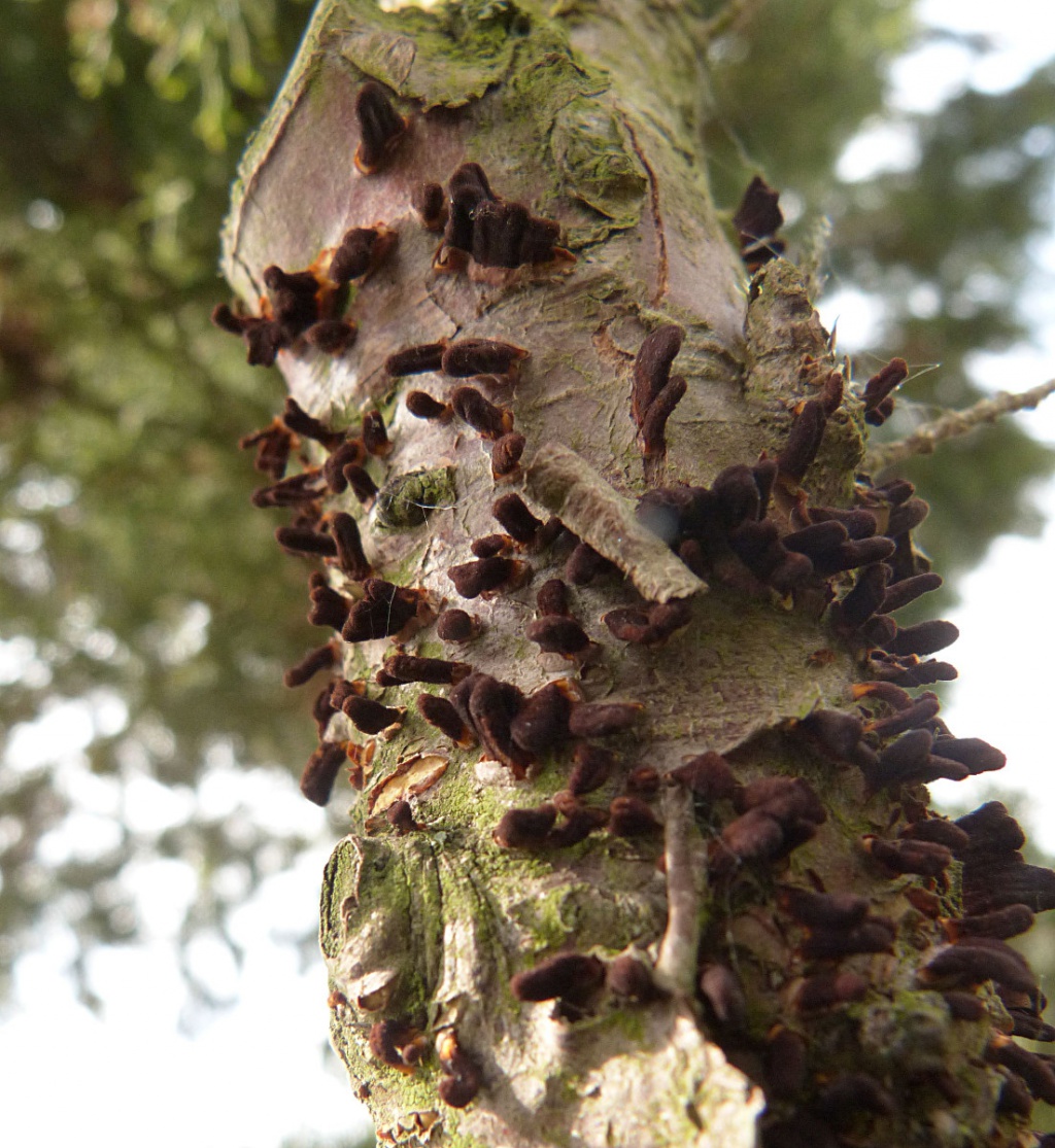 Graham CalowSapcote, Hinckley Road 30 April 2019on cultivated Juniper