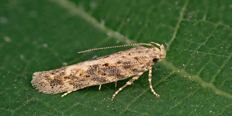 Mark SkevingtonWhetstone Garden09 August 2022Confirmed Gen Det: Female