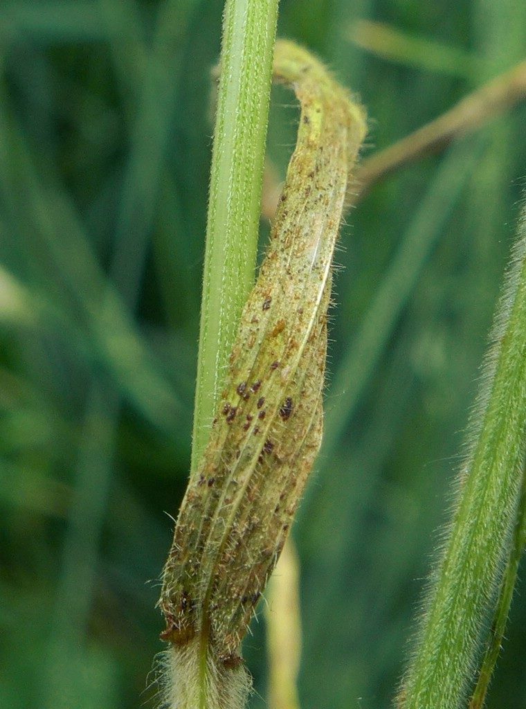 Telien schwarzbraun, fest, lange von der Epidermis bedeckt, oft zusammenfließend