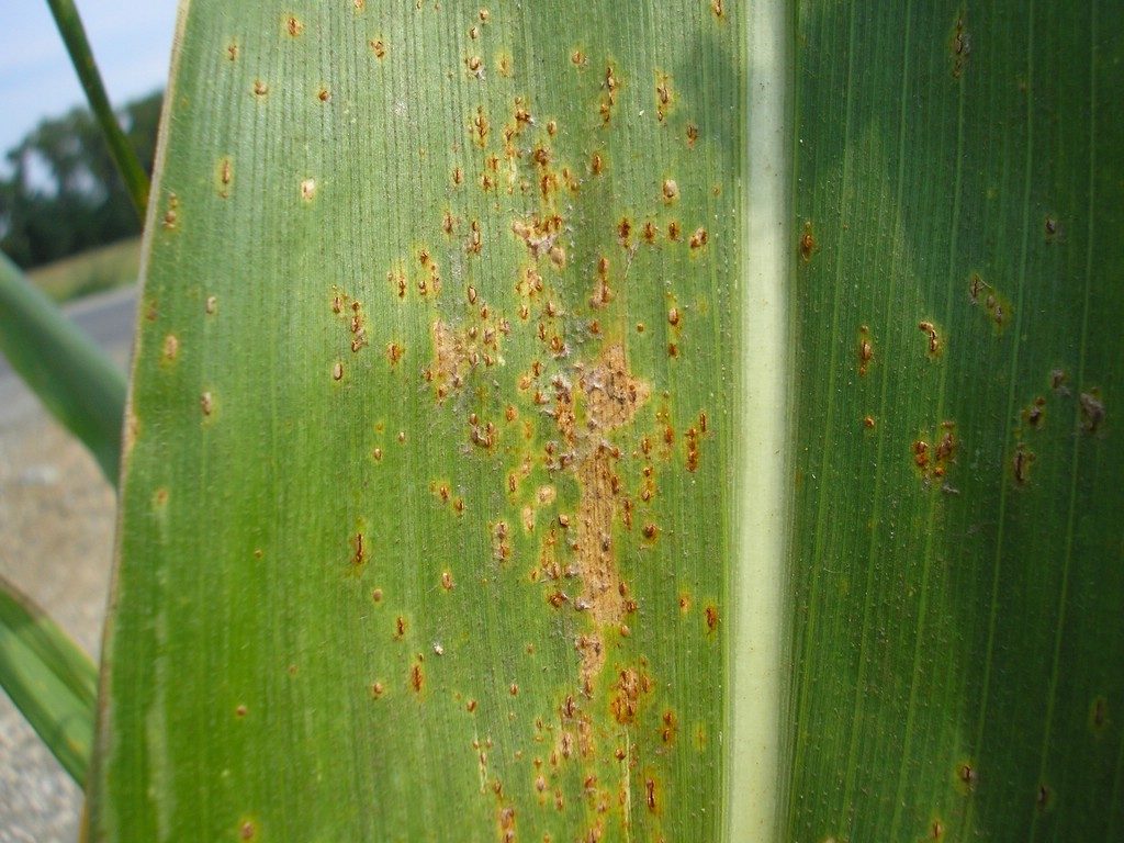Uredien und Telien als kurze Streifen an den Blättern (beiderseits), meist erst spät im Jahr gebildet