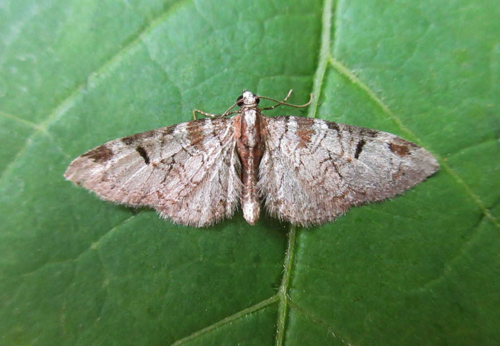 Pete LeonardCoombs Meadow NR20 May 2020