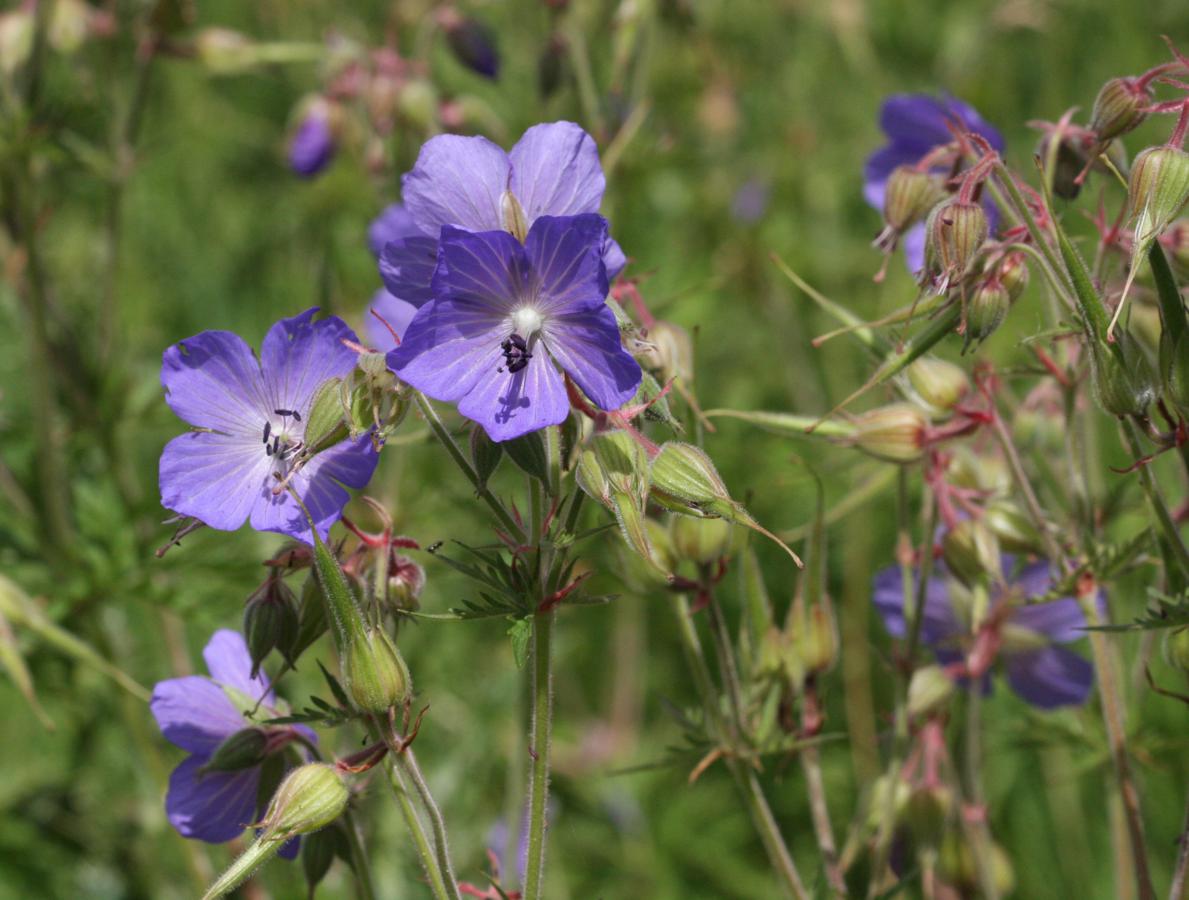 David NichollsLaunde Fish Ponds22 September 2012