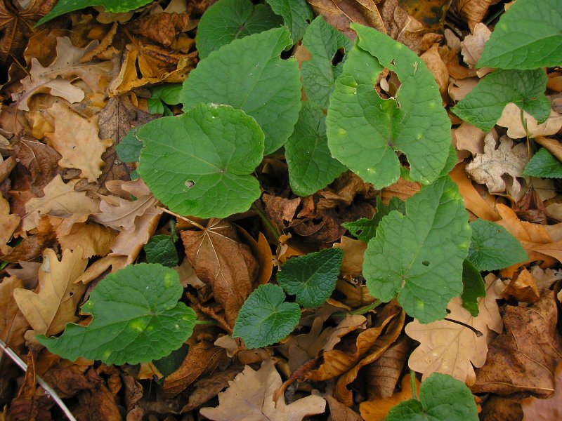 Befallene Pflanzen – Habitus