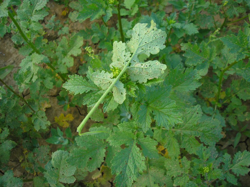 Lochfraß durch tierischen Schädlingsbefall