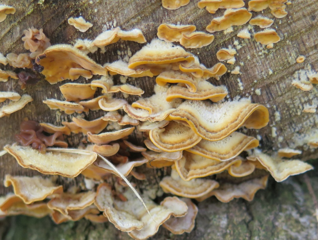 David NichollsBattram Wood17 October 2015