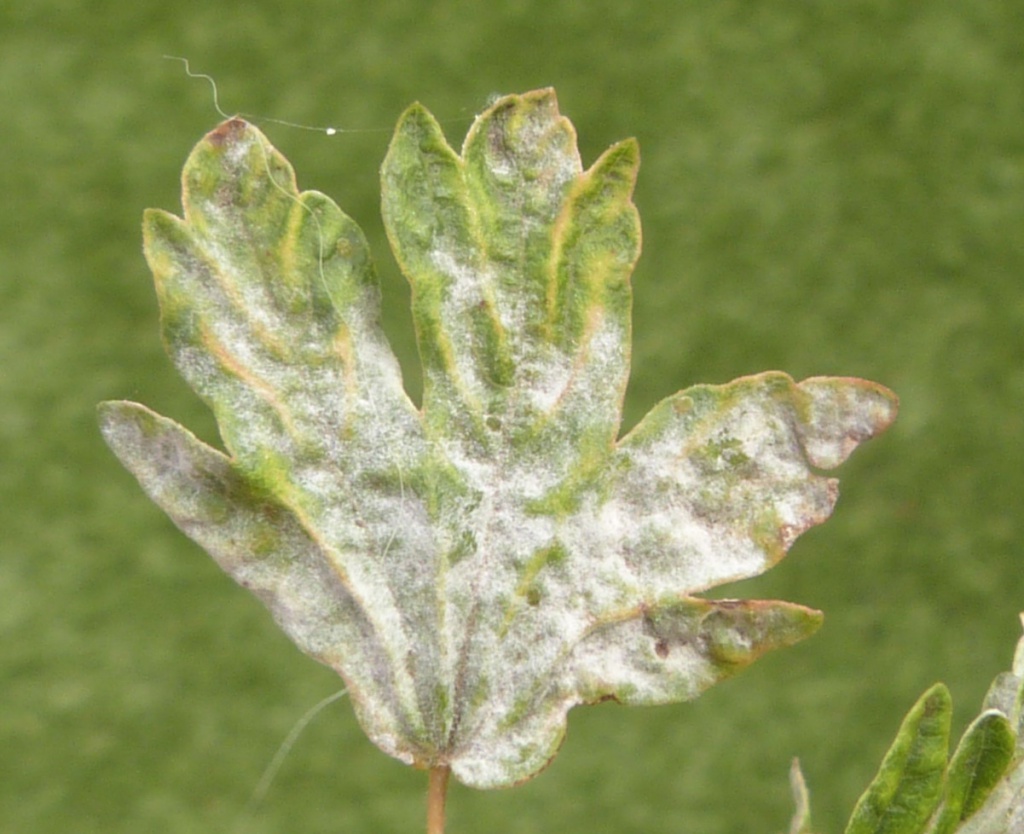 Graham CalowSapcote, jitty to Underwood Crescent 23 July 2020var. clandestina on Hawthorn - specimen examined