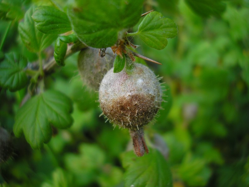 Sekundäres Myzel im Alter bräunlich und filzig