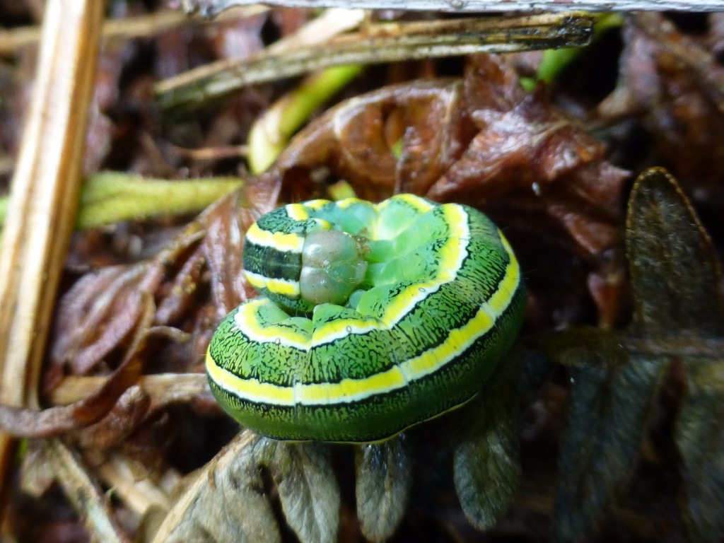 Kate NightingaleCharnwood Lodge27 August 2015