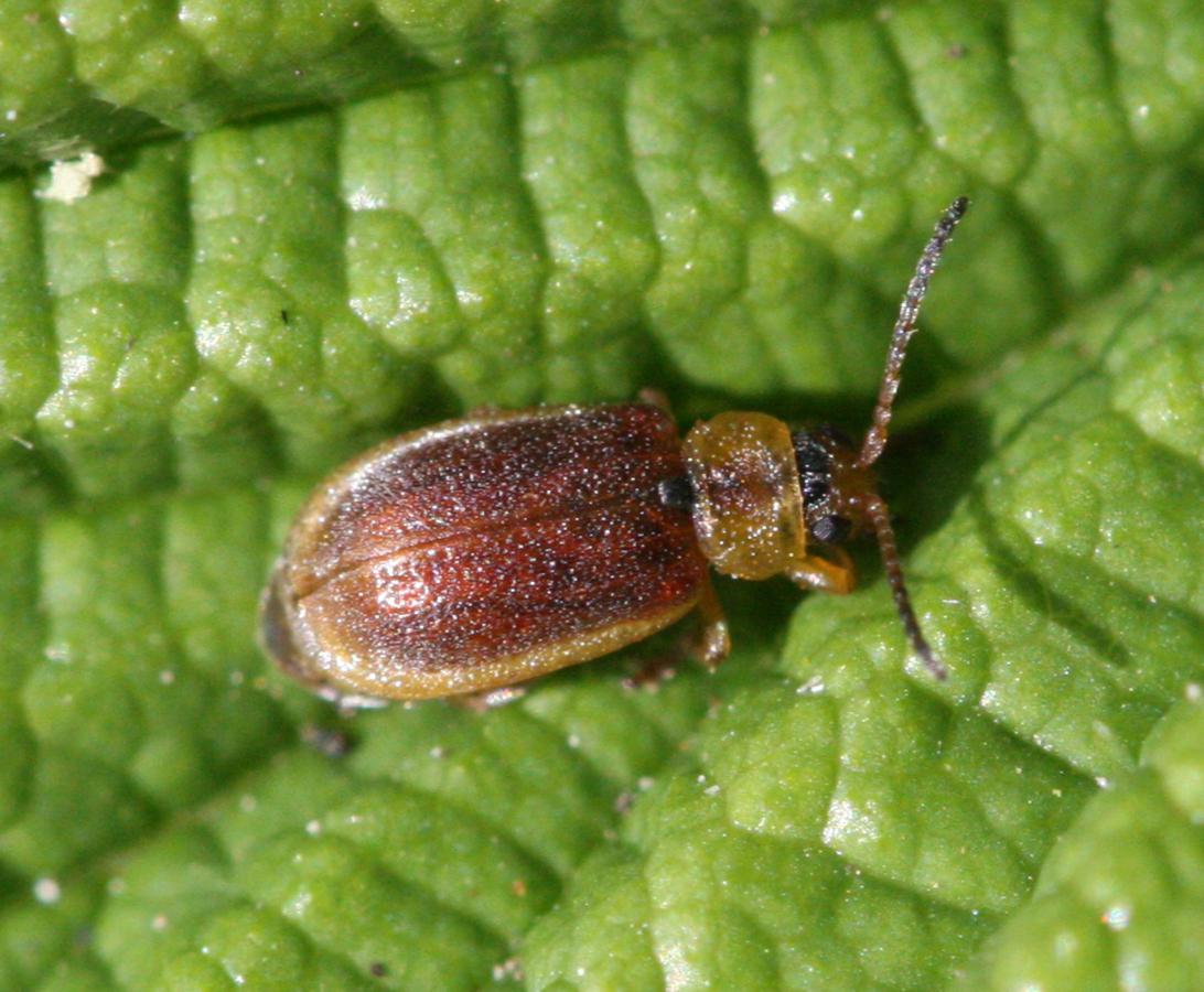 David NichollsNarborough Bog02 May 2011