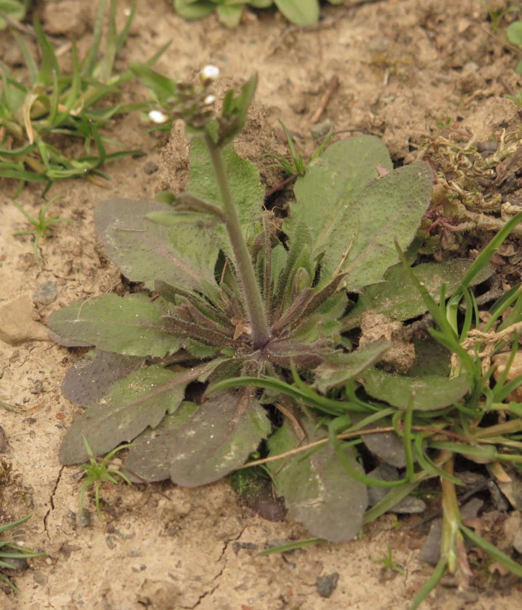 David NichollsWhittington Rough, Ratby17 December 2011