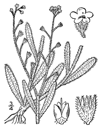 USDA-NRCS PLANTS Database / Britton, N.L., and A. Brown. 1913    pnd_myar_001_lvd |          | 