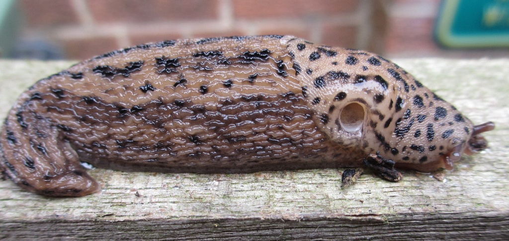 John CranfieldFleckney garden23 June 2012