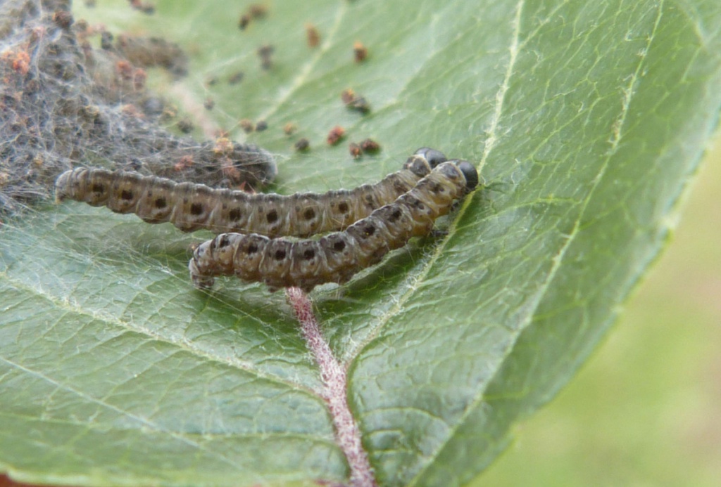 Graham CalowSapcote, land off Grace Road 07 June 2022larvae on Apple