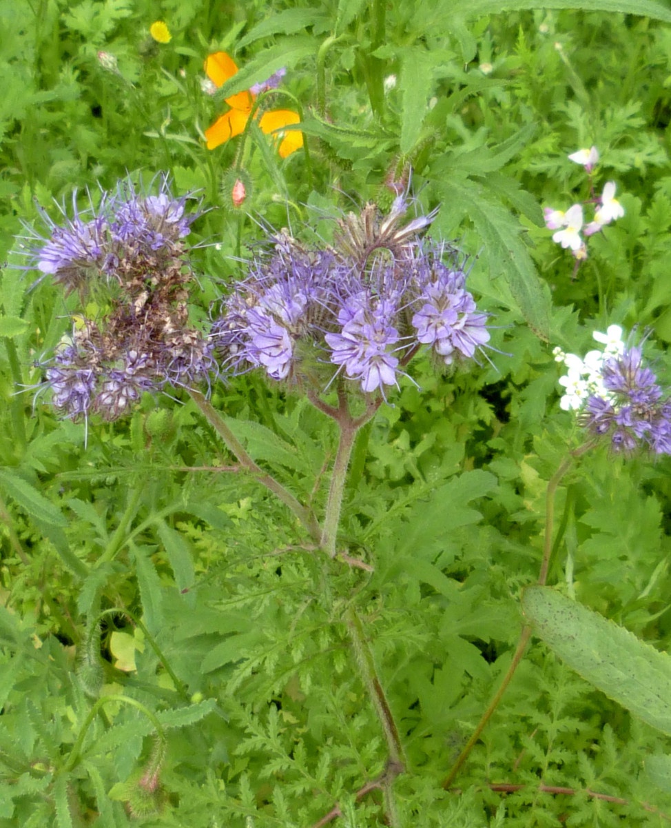 Graham CalowBurbage, Sapcote Road 29 June 2021