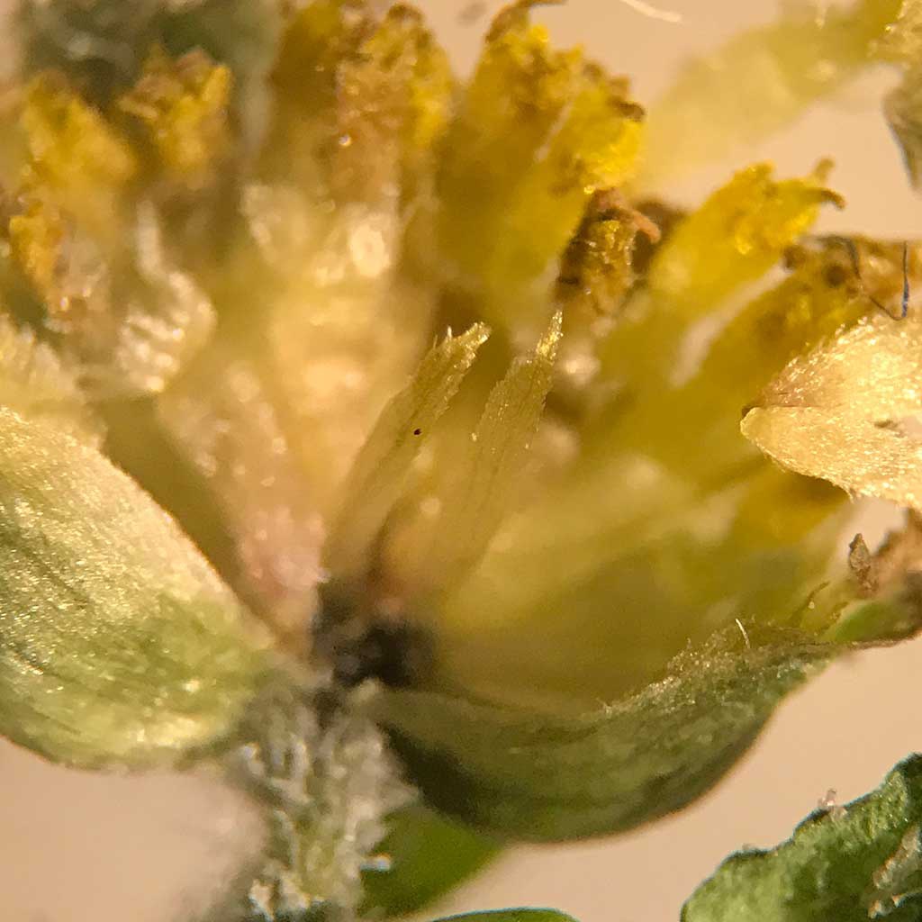 Graham CalowWilliams Close, Littlethorpe05 September 2017