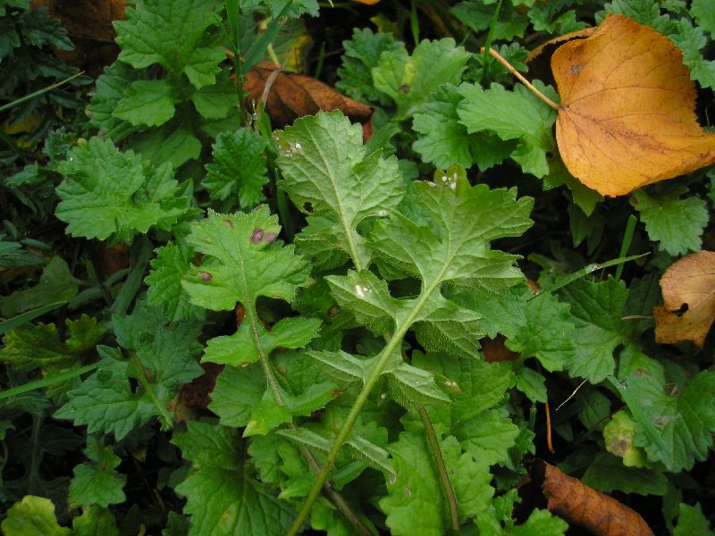 Befallene Pflanzen – Habitus